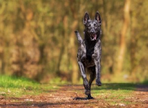 Como:ajudar a proteger seu cão contra pulgas e carrapatos