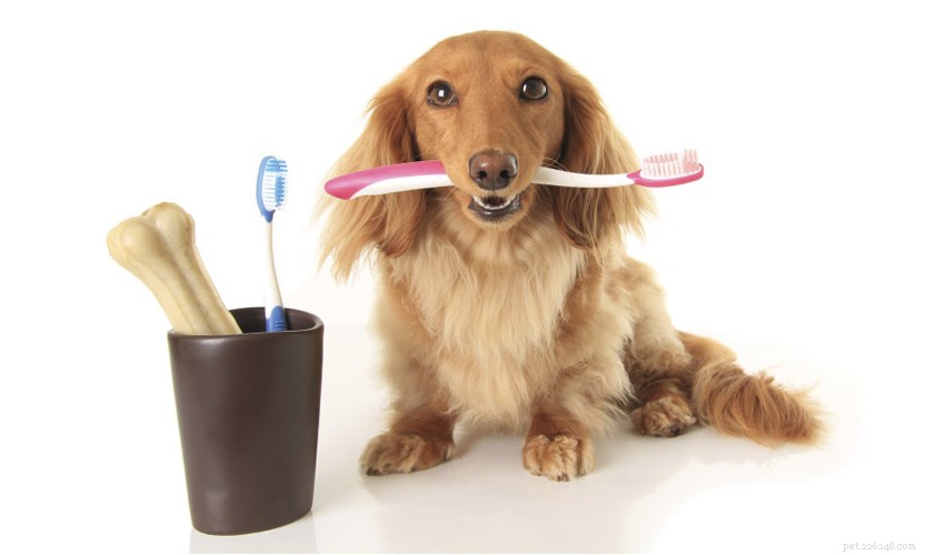 Hälsosam tandvård för husdjur