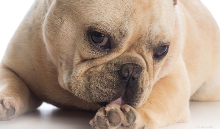 Redenen waarom uw hond overmatig likt - en wat u eraan kunt doen