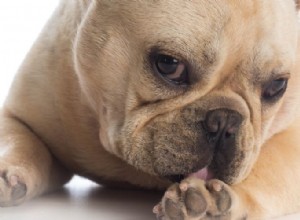 あなたの犬が過度に舐める理由–そしてそれについて何をすべきか 