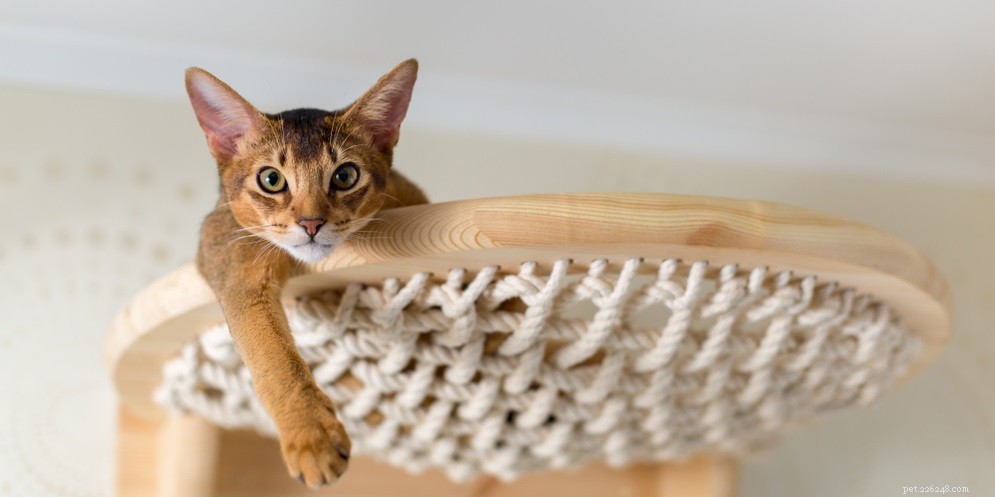Hoe kan ik mijn kattenooginfectie thuis behandelen?