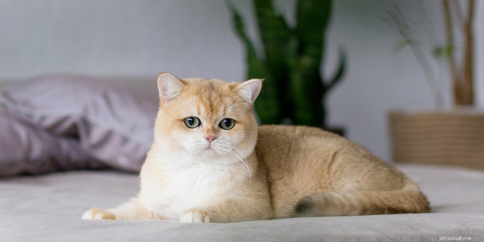 고양이 눈 감염을 집에서 어떻게 치료할 수 있습니까?