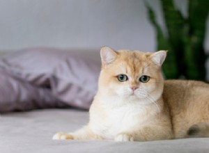 Jak mohu léčit infekci kočičího oka doma?