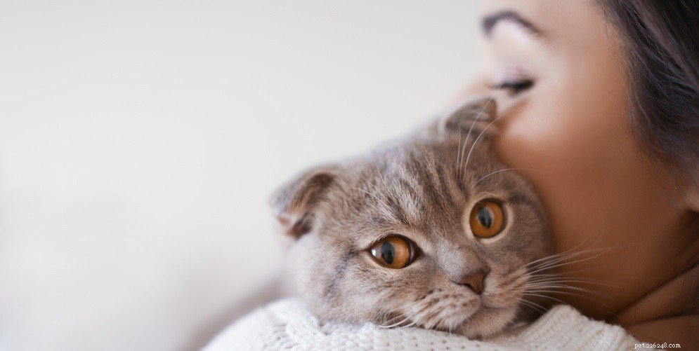 고양이 귀에서 냄새가 나는 이유 및 치료 방법