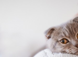 Proč vaše kočičí uši voní a jak je léčit
