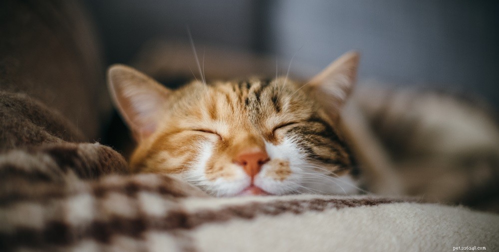 고양이 귀에서 냄새가 나는 이유 및 치료 방법