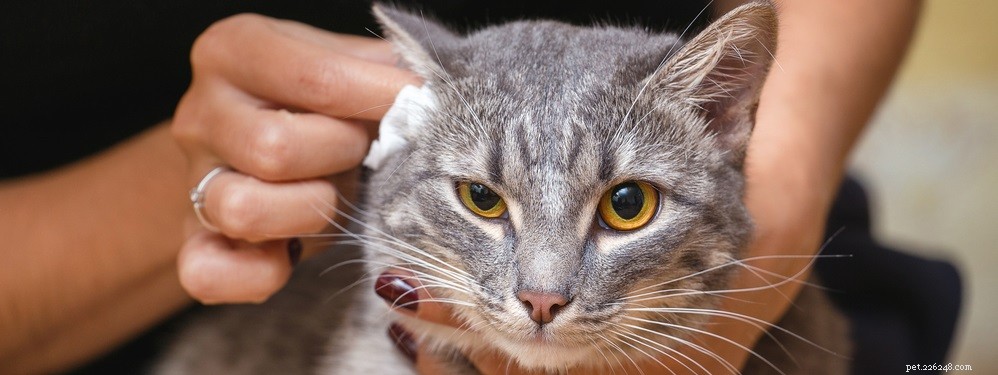Léčba kočičího akné:Užitečný průvodce