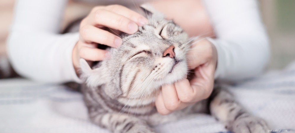 Effectieve behandeling van een kattenabces