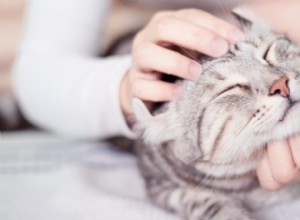Účinná léčba kočičího abscesu
