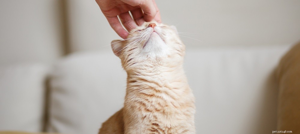 Účinná léčba kočičího abscesu