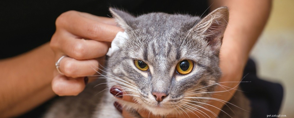 Como limpar as orelhas do seu gato:um guia útil