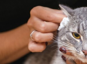 Jak čistit kočce uši:Užitečný průvodce
