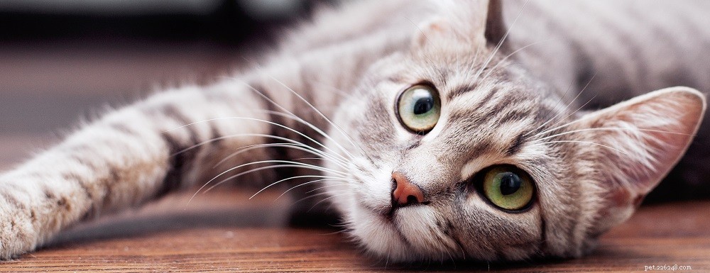 Problemi comuni dell occhio di gatto a cui prestare attenzione