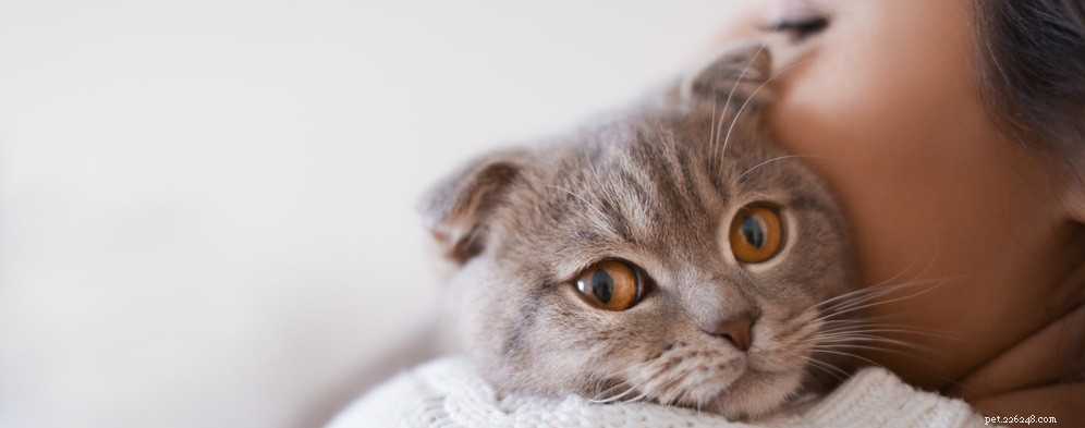 Problemas comuns de olho de gato a serem observados