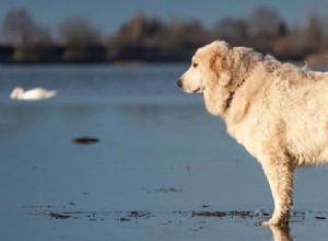 Equívocos comuns sobre glucosamina para cães