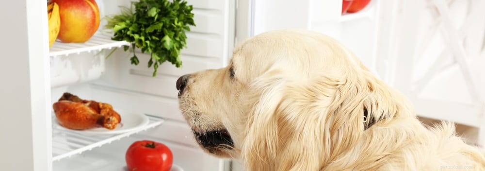 Moet uw hond vitamines of supplementen nemen?