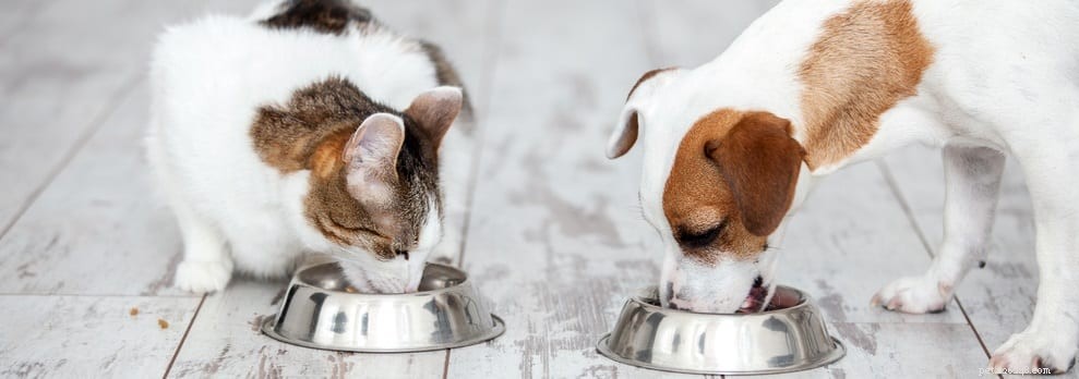 Hur vet du att ditt husdjurstillskott absorberas? 