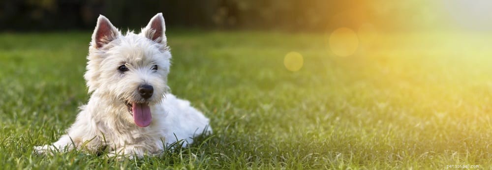 Hur vet du att ditt husdjurstillskott absorberas? 