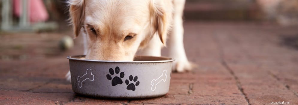 Capire le allergie alimentari nei cani:una guida utile