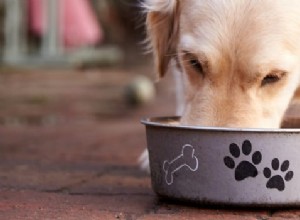 Compreendendo as alergias alimentares em cães:um guia útil