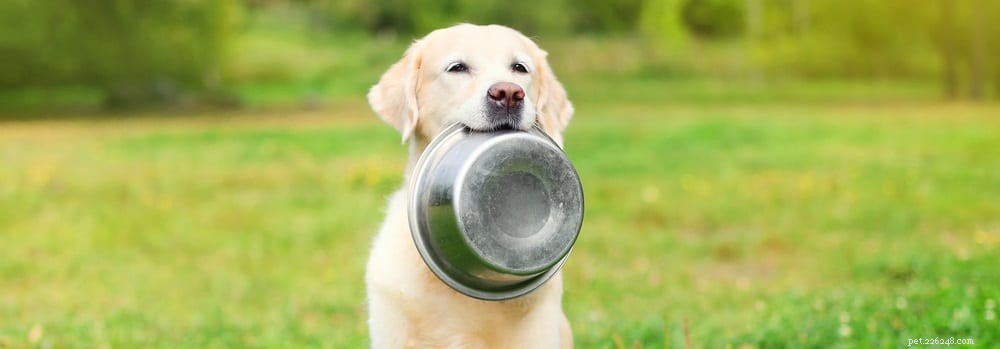 Capire le allergie alimentari nei cani:una guida utile