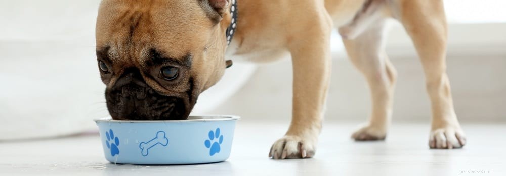 Förstå foderallergier hos hundar:en användbar guide