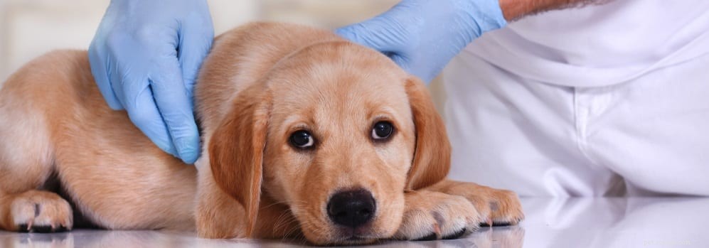 Léčba psích zažívacích potíží:Užitečný průvodce