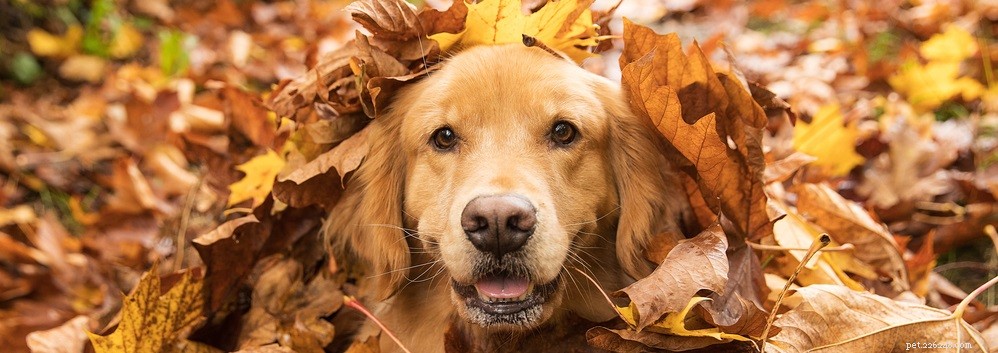 5 sätt att hjälpa din hunds säsongsbetonade hudproblem