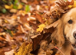 5 способов помочь вашей собаке справиться с сезонными кожными проблемами