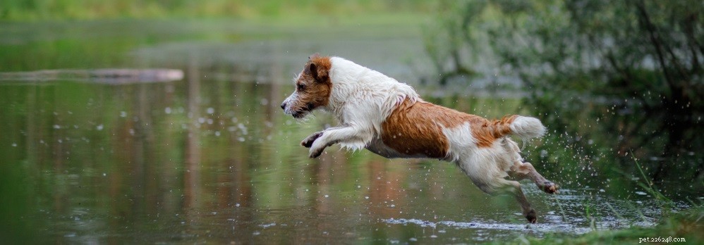 Wat is hyperactiviteit bij honden?