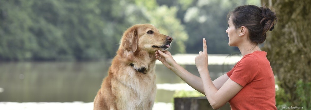 Co je hyperaktivita u psů?