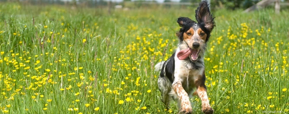 Trattare le allergie stagionali nei cani:tutto ciò che devi sapere