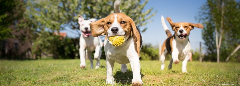 Behandling av säsongsbetonade allergier hos hundar:Allt du behöver veta