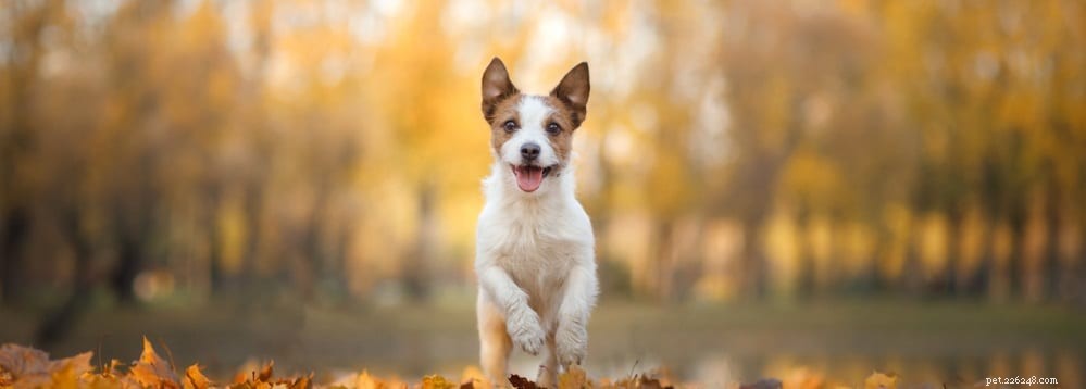 Behandeling van seizoensallergieën bij honden:alles wat u moet weten
