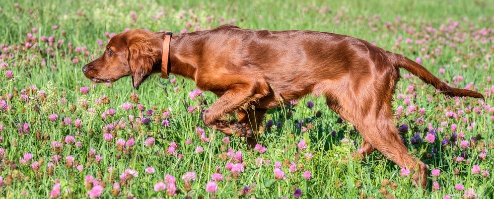 Hoe maak je de vacht van een hond glanzend:een handige gids