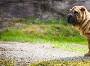 犬の耳をきれいにする方法：役立つガイド 