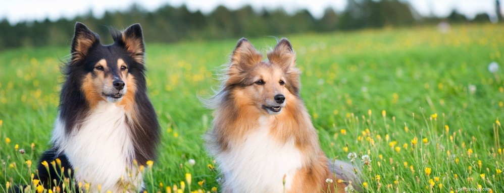 Wat veroorzaakt oogafscheiding bij honden?