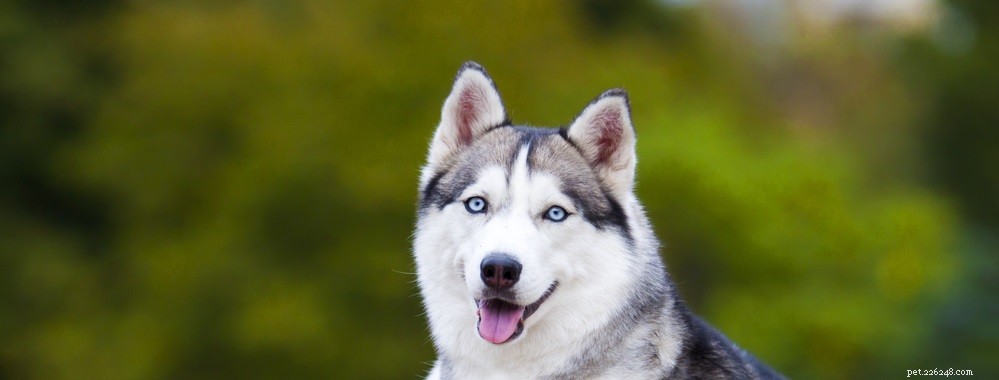 Tekenen en symptomen van roze ogen bij honden