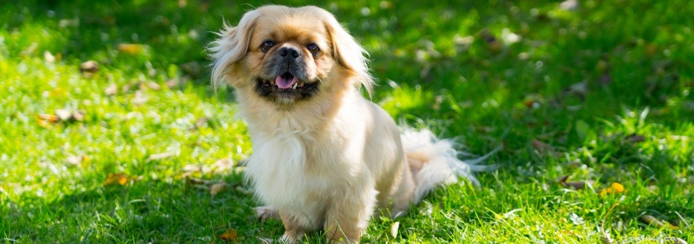 Bestrijding van traanvlekken bij honden:alles wat u moet weten