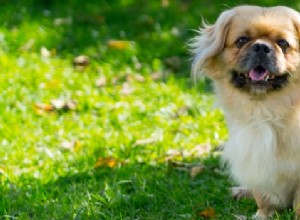 Combate a manchas de lágrima de cachorro:tudo o que você precisa saber