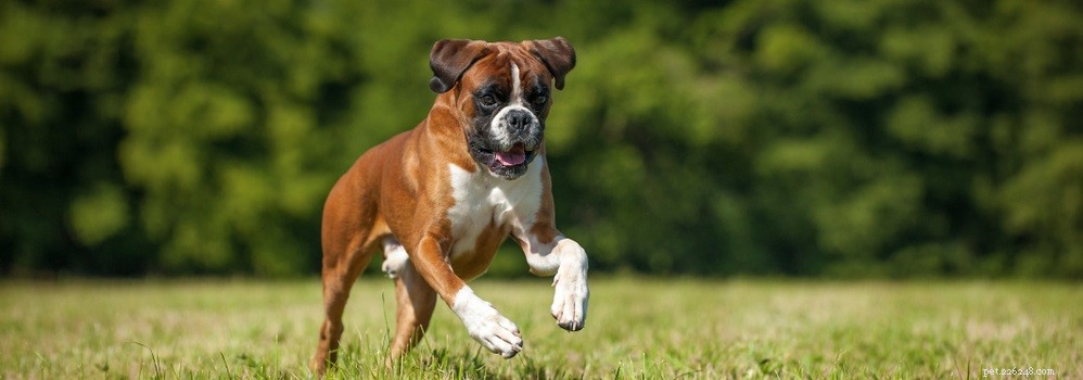 Bestrijding van traanvlekken bij honden:alles wat u moet weten