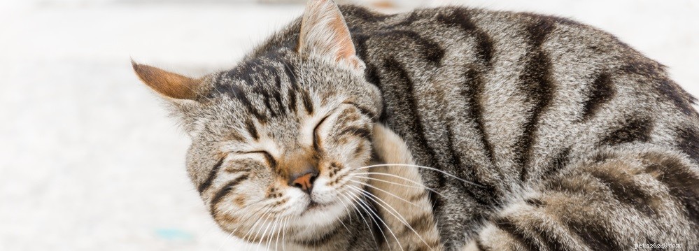 Признаки и симптомы кожной аллергии у кошек