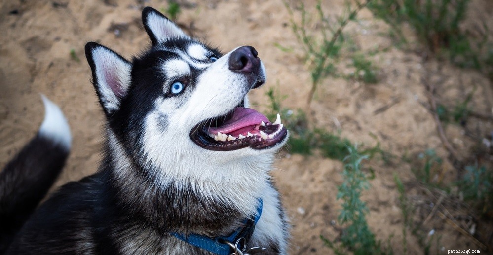 6 příznaků ušního roztoče u psů