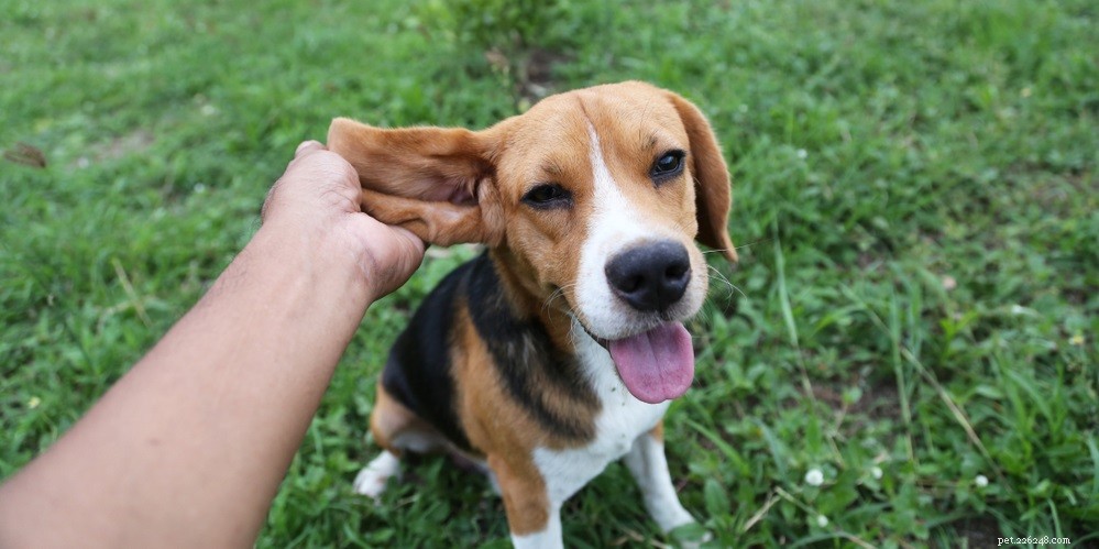 Hoe een oorontsteking bij honden te genezen