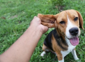 Jak vyléčit ušní infekci u psů