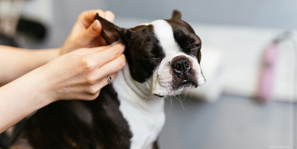 Hoe een oorontsteking bij honden te genezen