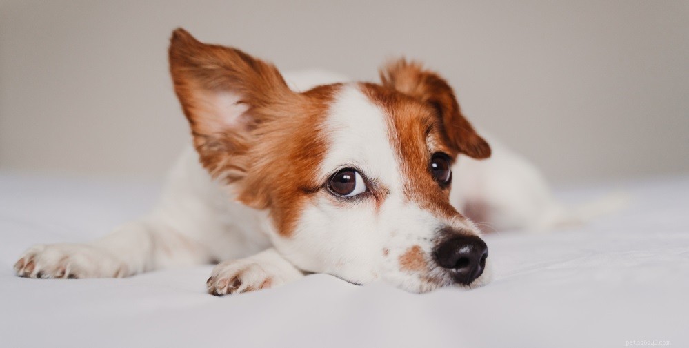 Jaké jsou nejčastější problémy s uchem psů?