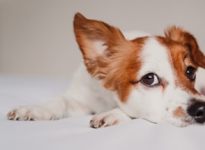Jaké jsou nejčastější problémy s uchem psů?