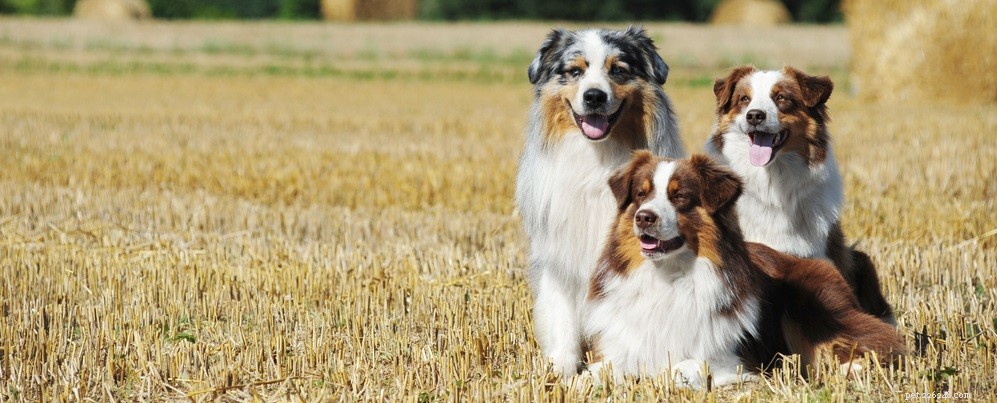 7 способов ухода за шерстью вашей собаки