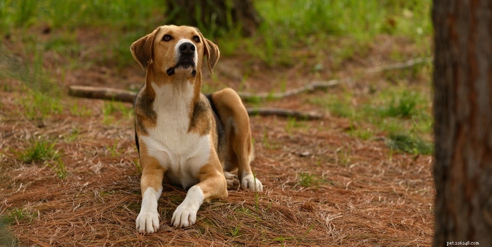 강아지 귀에서 냄새가 나는 이유 및 치료 방법